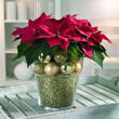 Weihnachtsstern mit Glanz und Glamour