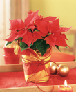 Stilvoll eingewickelter Weihnachtsstern