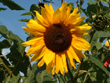 Die Sonnenblume als Alleskönnerin